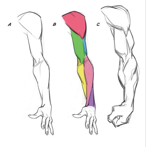 Arms Sketch Anatomy, Arms Drawing Anatomy, Arm Anatomy Tutorial, Hand Muscles Anatomy Drawing, 4 Arms Character Design Anatomy, Anatomy Arms Reference, Arm Muscle Anatomy Drawing, Arm Study Drawing, Arms Anatomy Reference