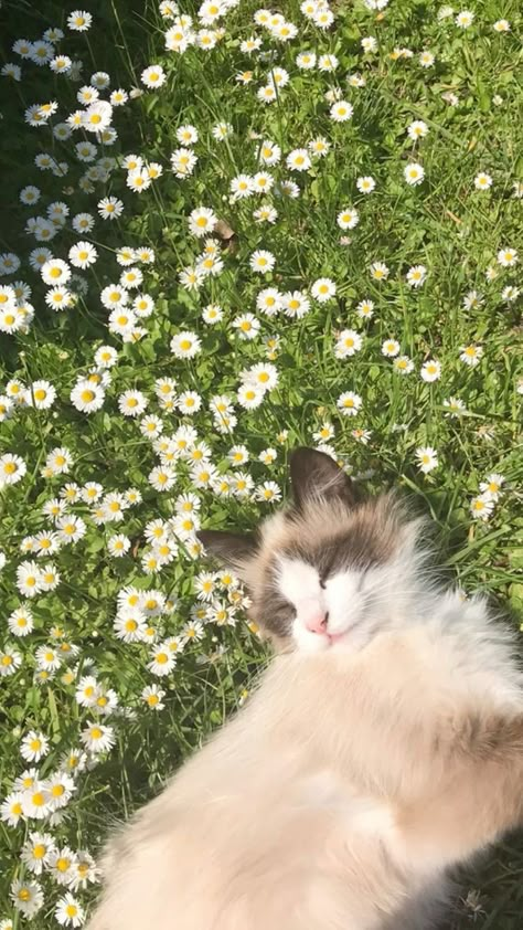 Cute Cats Wallpaper Aesthetic, Dandelion Flower Aesthetic, Dandelions Aesthetic, Dandelion Aesthetic, Cats Wallpaper Aesthetic, Cat Aesthetic Wallpaper, Cats In Nature, Cat Background, Cats Photos