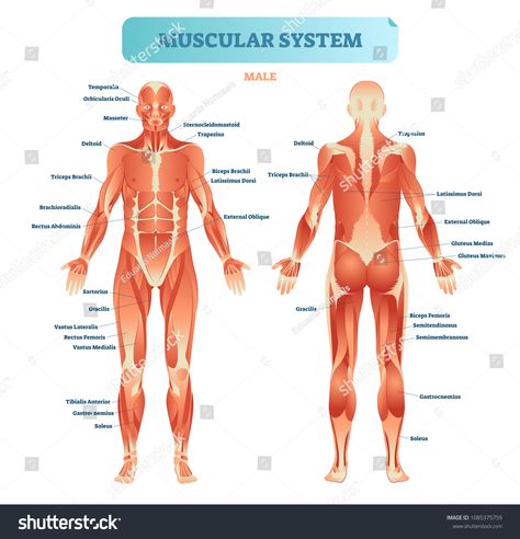 Male muscular system, full anatomical body diagram with muscle scheme, vector illustration educational poster. Fitness health care information.body#anatomical#muscle#diagram Muscular System Labeled, Female Muscular, Human Body Diagram, Human Muscular System, The Muscular System, Muscle Diagram, Muscle System, Body Diagram, Basic Anatomy And Physiology