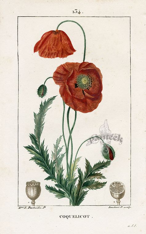 Red Poppy, botanical print, French Stary Papier, Illustration Botanique Vintage, Botanisk Illustration, Illustration Blume, Illustration Botanique, Botanical Illustration Vintage, Vintage Botanical Prints, Illustration Vintage, Scientific Illustration