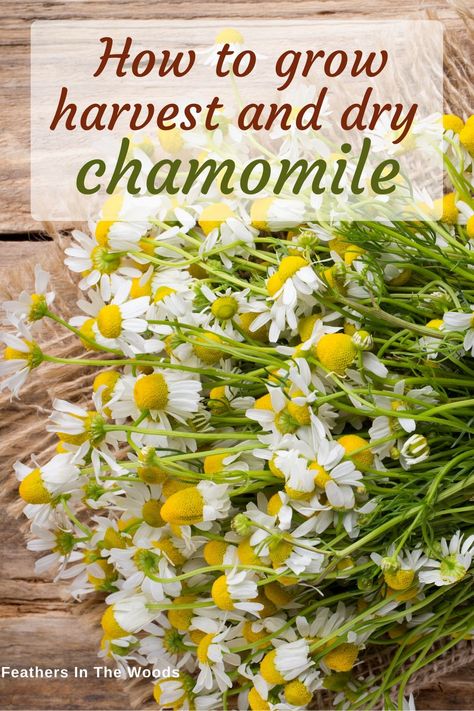 Harvesting Chamomile For Tea, How To Harvest Camomille, How To Use Chamomile Plant, Natures Prozac Plant, Healing Harvest Homestead, How To Grow Chamomile From Seed, Herb Tea Garden, German Chamomile Plant, Grow Tea Garden