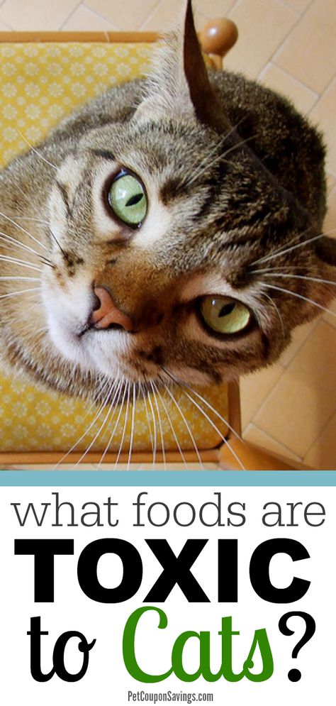 What Foods are Toxic to Cats? Some of the answers might surprise you! #toxiccatfoods #catpoisonousfood #cathealthtips Toxic To Cats, Cat Tips, Best Cat Food, Cat Nutrition, Pumpkin Dog Treats, Cat Care Tips, Kitten Care, Dog Care Tips, Cat Recipes