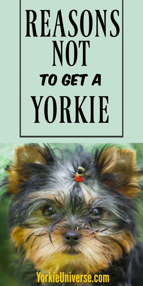 Beanie Babies Worth Money, Dog House Inside, Yorkie Puppy Training, Yorkie Training, Beanie Babies Worth, Yorkie Clothes, Yorkshire Dog, Yorkie Terrier, Yorkie Puppies