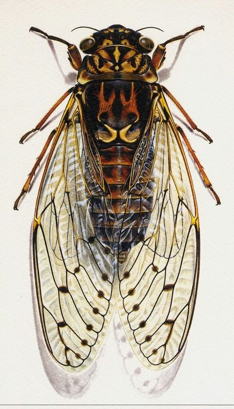 aquarelle insecte ☆ Reka Bentuk Industri, Cicada Illustration, Cool Insects, Insect Tattoo, Beetle Insect, Cool Bugs, Bug Art, Beautiful Bugs, Arthropods