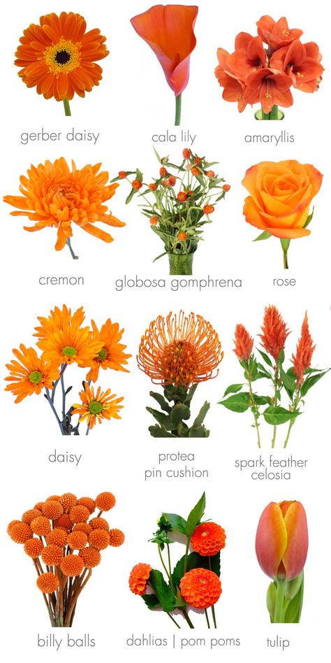 Orange Wedding Inspirations Tanaman Indoor, Flower Chart, Orange Wedding Flowers, Fleur Orange, Different Types Of Flowers, Flower Guide, Flower Meanings, Fall Wedding Flowers, Have Inspiration