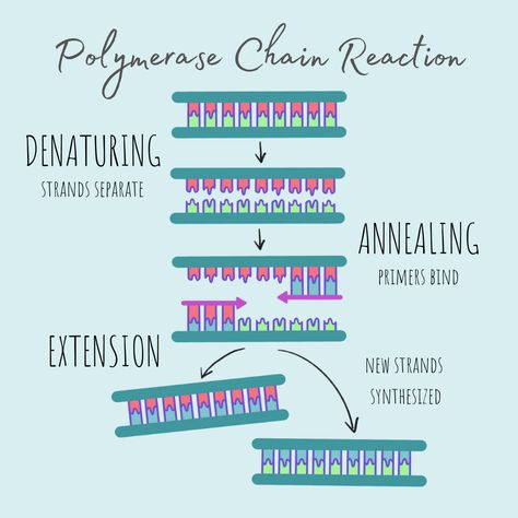 Polymerase Chain Reaction Notes, Biology Help, Polymerase Chain Reaction, Biochemistry Notes, Research Presentation, Doctor Quotes, Biology Labs, Science Notebook, Aesthetic Study