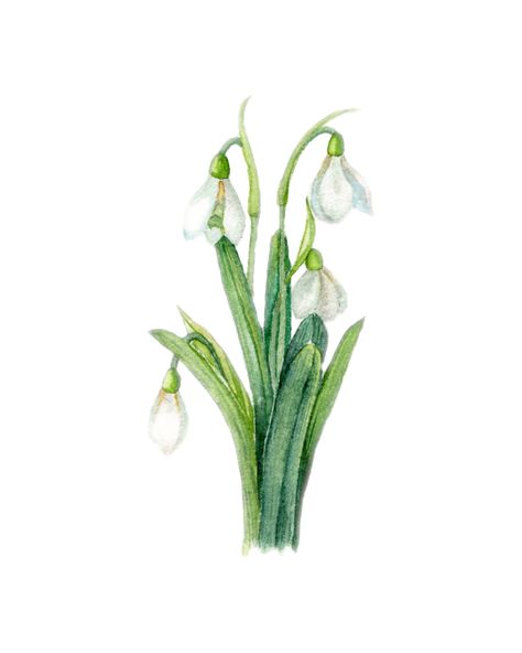 "🎨 Digital Botanical Snowdrop Watercolor Art - Delicate Winter Elegance for Your Home Decor! ❄️🌿 Capture the ethereal beauty of winter with our Digital Botanical Snowdrop Watercolor Art. This exquisite artwork portrays the delicate charm of snowdrops, offering a timeless and elegant addition to your home decor. Key Features: 🖌️ Artistic Detail: Immerse yourself in the enchanting world of botanical art, where each stroke beautifully depicts the graceful snowdrop flowers with intricate precision. 🌟 High-Quality Digital Print: Crafted with advanced digital techniques, our art preserves the authenticity of traditional watercolor paintings. The high-resolution file ensures a stunning print, bringing the serene beauty of winter to your decor. 📏 Versatile Size: Choose the size that suits you Snowdrop Watercolor, Snow Drops Flowers, Poppy Seed Pods, Snowdrop Flowers, Diy Print, Winter Watercolor, Botanical Artwork, Holiday Design Card, Watercolor Flowers Paintings