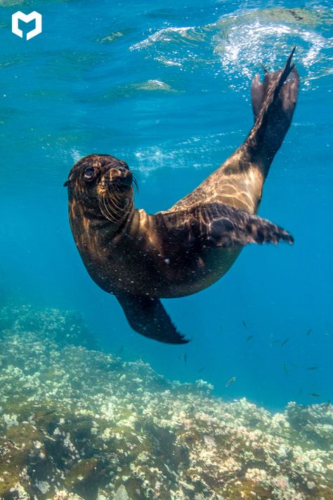 Swim with the beautiful and lovely Galapagos Sea Lion Sea Creatures Photos, Sea Mammals Ocean Life, Sea Lion Aesthetic, Sea Lion Photography, Seal Underwater, Seal Swimming, Galapagos Sea Lion, Sea Lion Swimming, Sea Mammal