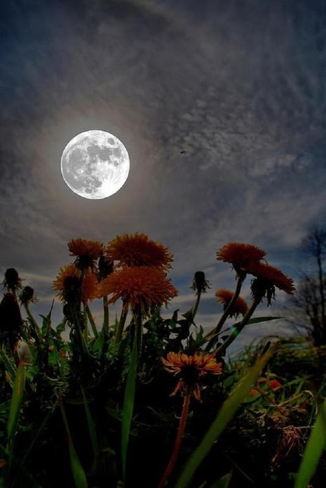 Flowers in the moonlight...Night-scape inspiration Moon Dance, Shoot The Moon, Moon Shadow, Moon Pictures, Good Night Moon, The Full Moon, Beautiful Moon, Moon Glow, Moon Magic