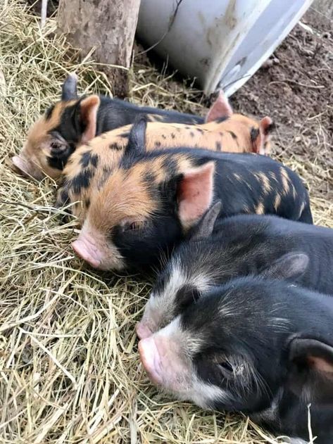 Pasture Pigs, Raising Baby Chicks, Pastured Pigs, Baby Chicks Raising, Raising Pigs, Chicken Incubator, Pig Breeds, Micro Pigs