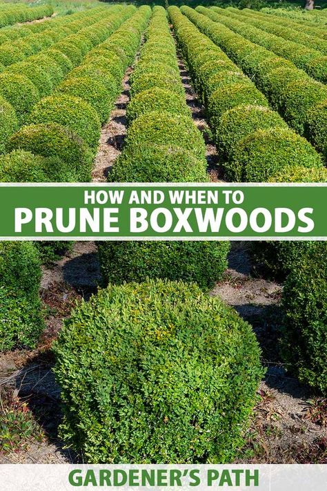 Pruning boxwoods is a must for beautiful and disease-free shrubs. In our guide, you’ll learn about the required pruning tools, along with the why, when, and how of pruning. By the end, you’ll be well-equipped with the necessary know-how and ready to prune a boxwood yourself. #pruning #boxwood #gardenerspath Box Bushes Shrubs, When To Prune Boxwood Shrubs, How To Shape Boxwood Shrubs, Landscaping Boxwoods Front Yard, Azaleas And Boxwood Landscaping, When To Trim Boxwoods Shrubs, Bush Trimming Shape, Trim Boxwood Shrubs, Landscaping With Boxwoods Front Yards