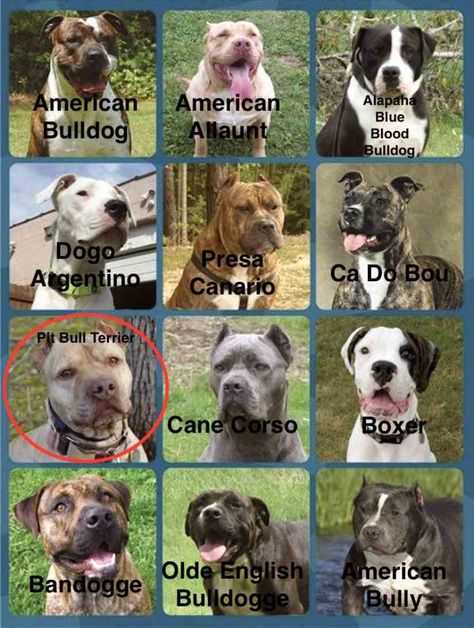 Identify the Pitbull, pick the American Pit Bull Terrier - Dog Breed Quiz Dog Breed Quiz, Pitbull Names, Anjing Bulldog, Ras Anjing, Pitbull Dog Breed, Amstaff Puppy, Bully Breeds Dogs, Big Dog Breeds, Pitt Bull