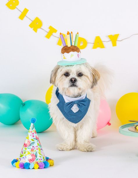 Shih Tzu Cake, Cake Hat, Best Dog Breeds, Pet Photography, Clever Hacks, Portrait Session, Happy Animals, Canine Companions, Toronto Ontario