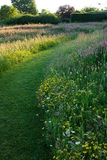 TARA DILLARD: How to Take Charge of Your Landscape Prairie Garden, Wild Flower Meadow, Meadow Garden, Lawn Edging, Garden Types, Have Inspiration, Wildflower Garden, Natural Garden, Garden Cottage