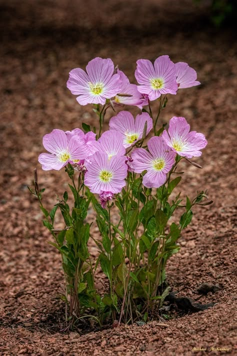 When, Where and How to Grow Mexican Evening Primrose | Dengarden Primrose Plant, Evening Primrose Flower, Wallpaper Flower, Moon Garden, Cold Frame, Wildflower Garden, Pink Lady, Evening Primrose, Plant Species