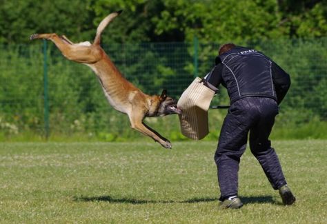 How Aggressive Are Belgian Malinois? Breed Facts & FAQ – Dogster Dog Attacking, Pastor Belga Malinois, Personal Protection Dog, Belgian Malinois Dog, Malinois Dog, Dog Attack, Aggressive Dog, Belgian Malinois, Dog Biting