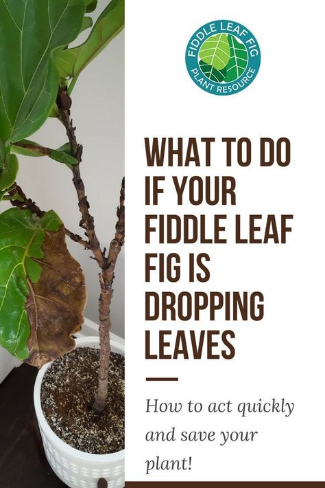 Fig Leaf Plant, Plant Leaves Turning Brown, Fiddle Leaf Fig Care, Fiddle Fig Tree, Fiddle Tree, Fiddle Leaf Fig Plant, Indoor Landscaping, Leaves Meaning, Fiddle Leaf Tree