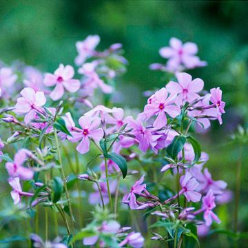 Woodland Phlox Starting Garden, Planting Seed, Florida Gardens, Southern Gardens, Florida Garden, Southern Florida, Veggie Gardens, Garden Layouts, Woodland Plants