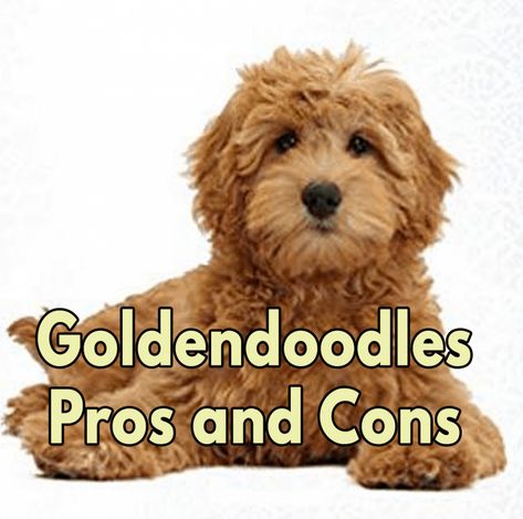 Minature Goldendoodle, Goldendoodle Haircuts, Goldendoodle Miniature, Goldendoodle Grooming, Allergic To Dogs, Mini Goldendoodle Puppies, Puppy Cut, Mini Doodle, Doodle Puppy