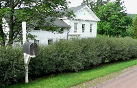 Blueberry hedges out front, with some Paw Paw treeees House Close To Road Landscape, Artic Willow, Willow Hedge, Fancy Fence, Planting Combinations, Living Fence, Victory Garden, Farmhouse Landscaping, Victorian Garden