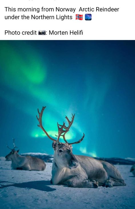 Arctic Reindeer, Northern Lights Photo, Northern Lights Norway, Visit Norway, Tromso, Winter Scenery, The Northern Lights, Foto Art, Animal Planet