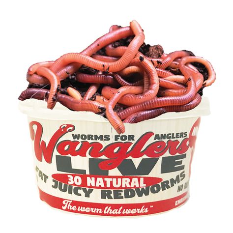 Red Worms, Pet Frogs, Fish Bait, Live Bait, Live Fish, Pet Fish, Freshwater Fishing, Soft Bait, Natural Scents