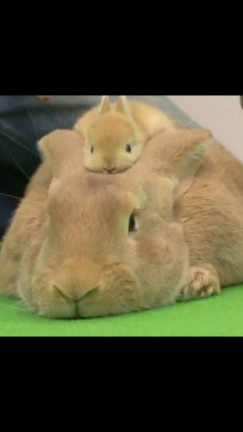 So stinkin' cute!! Mini Rabbit, Regnul Animal, Bunny Mom, Söt Katt, Bunny Hat, Big Baby, Bunny Rabbits, Baby Bunny, Mom Baby