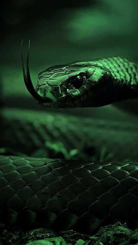 Aesthetic Snake, Slytherin Aesthetic, Green And Black, Green Aesthetic, The Story, Romance, Green