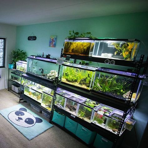 Aquarium Supplies Organization, Fish Room Ideas, Fish Tank Room, Aquarium Rack, Fish Room, Biotope Aquarium, Aquarium Shop, Fish Tank Themes, Fish Tank Stand