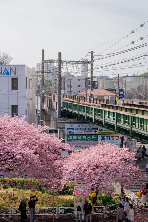 Cherry Blossom Bliss: Your Ultimate Guide to the MiuraKaigan Station Sakura Festival! Kawazu Sakura, Tokyo Sakura, Sakura Festival, Sakura Season, Strange Weather, Kanagawa Japan, Japan Cherry Blossom, Japan Sakura, Festival Guide