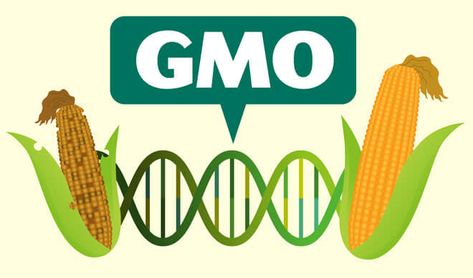 Here's everything you need to know about GMO crops | Genetic Literacy Project #yourfoodismedicine #biodynamicguru https://geneticliteracyproject.org/2019/01/15/heres-everything-you-need-to-know-about-gmo-crops/ Genetically Modified Organisms, Situation Analysis, Gmo Corn, Gmo Foods, Corn Plant, World Hunger, Genetic Engineering, Operations Management, Global Recipes