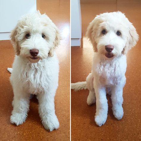 If you’re considering grooming your goldendoodle, consider one of these types of cute goldendoodle haircuts - any of them are sure to make you swoon! Labradoodle Cuts, Labradoodle Haircut, Labradoodle Grooming, Goldendoodle Haircuts, Goldendoodle Grooming, Black Labradoodle, Puppy Grooming, Puppy Cut, Dog Haircuts