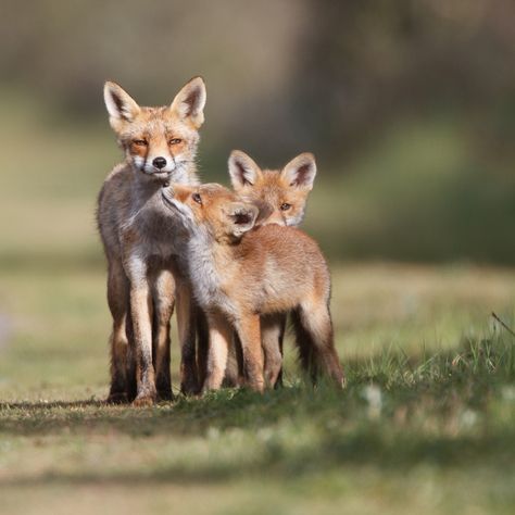 Fox Family, Wild Dogs, Baby Fox, Family Posing, Red Fox, Happy Family, Animal Photo, Canvas Home, Animals Friends