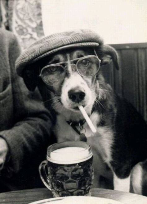 Doggy Style Arte Jazz, Hipster Dog, Wearing Glasses, Black & White, Dog Photos, Mans Best Friend, I Love Dogs, Dog Life, Puppy Love