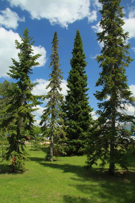 Abies balsamea, commonly known as balsam fir, is a species of fir native to northeastern North America. Here are some key points about Abies balsamea: Appearance: Balsam fir is a medium-sized evergreen tree with a spire-like crown and dense foliage. The needles are flat, short (about 1 to 1.5 cm long), and arranged in two rows along the branches. The needles are dark green on the upper surface and whitish underneath, giving the tree a distinctive appearance. Habitat: Balsam fir typically grows i Abies Balsamea, Boreal Forest, Northern Minnesota, Balsam Fir, Soil Layers, Evergreen Trees, Fir Tree, Nature Tree, Types Of Soil