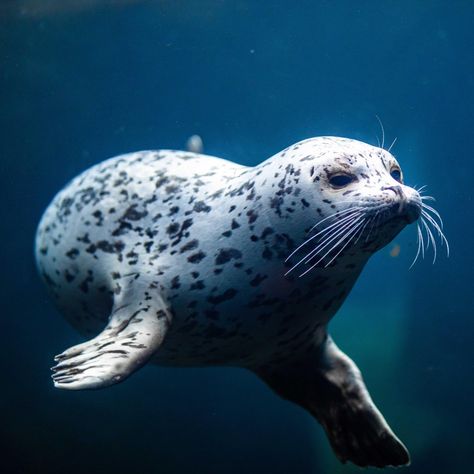 Seal Swimming Underwater, Seals Underwater, Seal Species, Folklore Journal, Seal In Water, Seal Aesthetic, Seal Underwater, Seal Photography, Harbour Seal