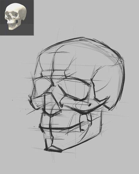 Skeleton Parts Drawing, Scull Drawing Reference, How To Draw Skull, Skull Anatomy Drawing Study, How To Draw A Skull, Skeleton Drawing Reference, Skull Drawing Reference, Skull Anatomy, Skull Reference