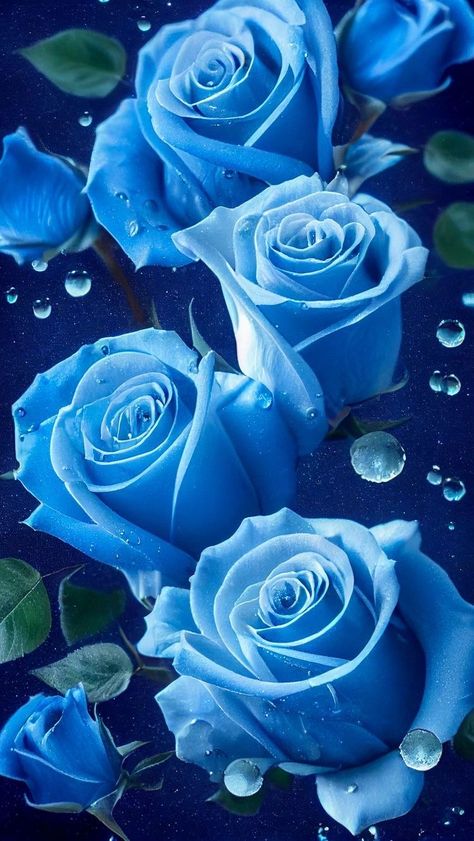 Blue Rose Pictures, Royal Blue Roses Wallpaper, Blue Rose Aesthetic Wallpaper, Blue Roses Wallpaper Backgrounds, Blue Flowers Aesthetic Wallpaper, Blue Love Wallpaper, Blue Roses Aesthetic, Blue Rose Aesthetic, Roses Wallpaper Backgrounds