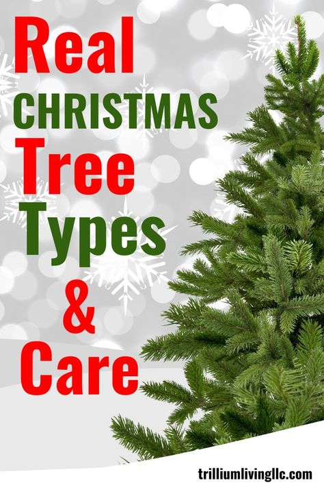 Christmas Tree Types Real, Christmas Tree Types, Tree Farm Photo Shoot, Christmas Tree Farm Photos, Tree Types, Types Of Christmas Trees, Fresh Cut Christmas Trees, Real Christmas, Real Christmas Tree