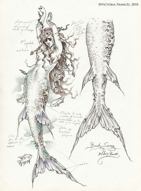 Mermaid anatomy Drawings Of Mermaids, Mermaid Drawings, Mermaids And Mermen, Arte Sketchbook, Mermaid Art, 판타지 아트, A Mermaid, Art Plastique, Creature Art