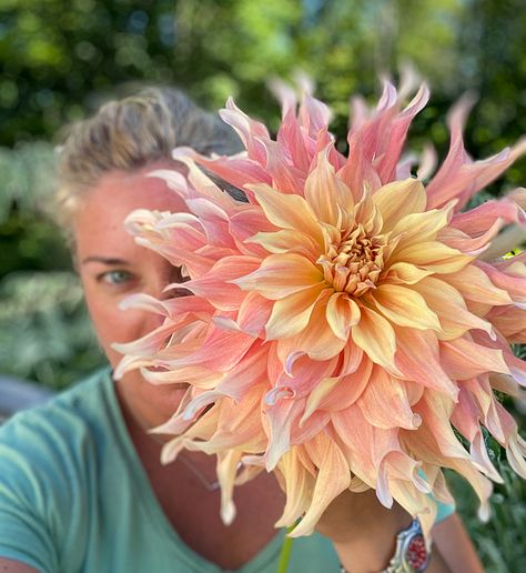 Dalia Flower, Dahlia Flower Garden, Dahlias Garden, Growing Dahlias, Purple Plants, Cut Flower Garden, Cutting Garden, Dahlia Flower, Big Flowers