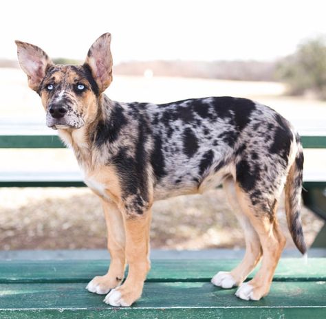 GSD/catahoula mix. Catahoula Puppies, Catahoula Mix, Catahoula Leopard Dog Mix, Physical Traits, Rare Dogs, Best Dogs For Families, Shepherd Mix Dog, German Shepherd Mix, Animal Babies