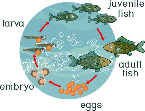 Life cycle of fish. Sequence of stages of development of fish from egg to adult animal. Life cycle of fish. Sequence of stages of development of fish from egg vector illustration Fish Life Cycle, Animal Life Cycles, Stages Of Development, Egg Vector, Fish Model, Dorm Wall Decor, Leopard Animal, School Subjects, Life Cycle