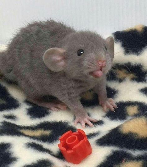 Rattus Rattus, Dumbo Rat, Baby Rats, Funny Rats, Cele Mai Drăguțe Animale, Cute Rats, Pet Rats, Cute Mouse, Hamsters