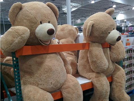 6 comically large items you can buy at Costco (COST) Costco Bear, Jumbo Teddy Bear, Huge Teddy Bears, Big Stuffed Animal, Giant Stuffed Animals, Large Teddy Bear, Big Teddy Bear, Big Teddy, Giant Teddy Bear