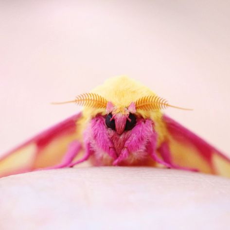 Maple Moth, Pink And Yellow, Moth, Yellow, Drawings, Animals, Pink, White