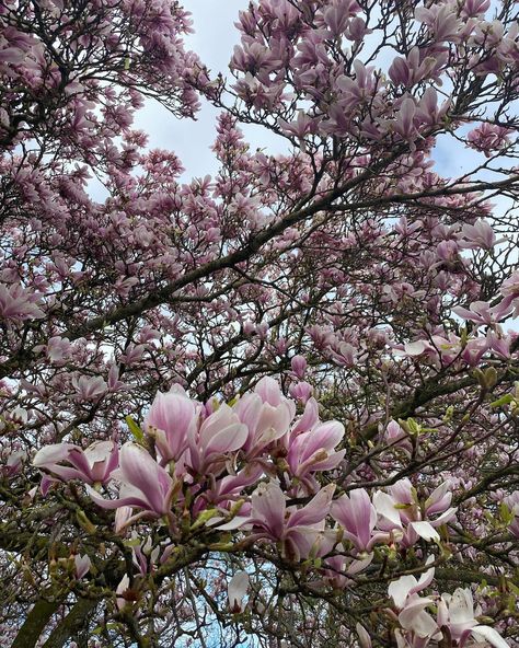 So today March 20th is, apparently, officially the first day of spring. Ever optimistic we are going with it, despite the meteorological signs to the contrary, and wanted to share with you one of our favourite pastimes in our city at this time of year - spotting magnificent magnolia trees. Chichester is a pretty lovely place at any time of year - but in spring we are blessed with some really amazing magnolia trees. So gorgeous in fact I have written a blog post about where to spot them. (F... Chichester, Magnolia Tree, Magnolia Trees, Branding Mood Board, First Day Of Spring, March 20th, First Day, Magnolia, Mood Board