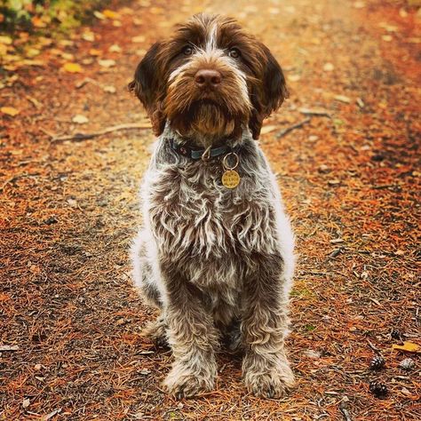 14 Things To Know About Wirehaired Pointing Griffons - PetPress German Wirehaired Pointer Puppy, Fun Dog Pictures, Griffin Dog, Dog Hairstyles, Bird Dog Training, Pointing Griffon, Wirehaired Pointing Griffon, Griffon Dog, Pointer Puppies