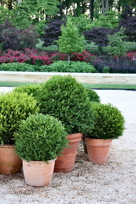 Boxwood Planters, Hamptons Garden, Boxwood Garden, Savage Garden, Boxwood Balls, Topiary Plants, Backyard Area, Potted Plants Outdoor, Landscape Elements