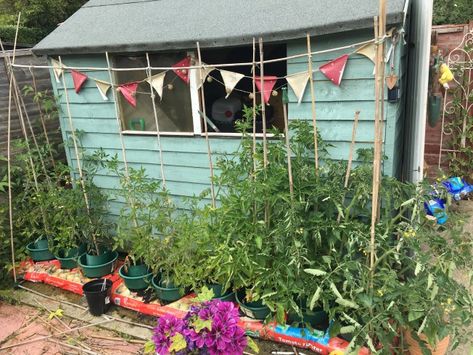 Allotment Shed Interiors, Allotment Ideas Inspiration Uk, Allotment Ideas Inspiration, Allotment Shed, Allotment Ideas, Garden Bunting, Raspberry Bush, Raspberry Plants, Fall Fruits